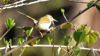 Tailorbirds are the little birds that stitch their nests [upl. by Paschasia]