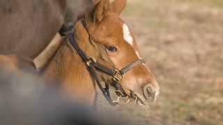 Foal Overload Meadow Caper [upl. by Nnyliram]