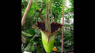 Amorphophallus 11052021 720 [upl. by Tessi]