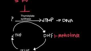 How Antineoplastic Work chemotherapy [upl. by Bernita899]