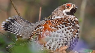 Bird sounds  HAZEL GROUSE call in the spring forest [upl. by Yablon491]