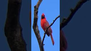 Cardinal Calls and Sounds shorts bird [upl. by Alled232]