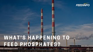 Whats Happening to Feed Phosphates  Feedinfo Explains [upl. by Sherard]