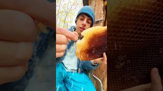 BIENEN IM HERBST 🍂 Teil 3 beesteez honigbiene bienenwachs [upl. by Kaete]