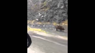 Grizzly Bear Tries To Outrun Car [upl. by Treblah]