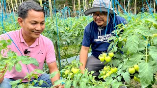 Big time 30 Hectares na Gulayan Kulang pa sa kanyang Buyers  Jackpot sa Kamatis Ngayon [upl. by Ameyn447]