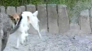 Deerhound and borzoi jump [upl. by Iolanthe]