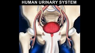 How urinary system works in human body Urine formation animation [upl. by Allred]