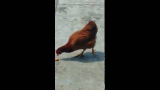 GALLINA COMIENDO NUGGETS DE POLLO [upl. by Refinej]