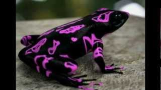 Clown Frog Costa Rican Variable Harlequin Toad Atelopus varius [upl. by Drofhsa]