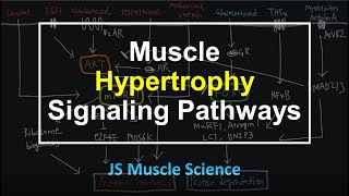 Muscle Hypertrophy Signaling Pathways  JS Muscle Science [upl. by Apps797]