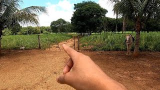 Fazenda de 41 alqueires à venda em Guaraní de Goiás terra de cultura [upl. by Ardis]