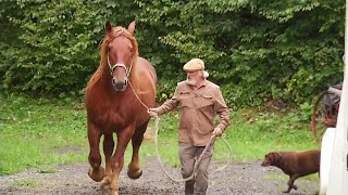 Rare Suffolk Punch draft horses to demonstrate skills in Dublin [upl. by Yesac]