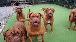 The best dog Dogue de Bordeaux Dogs in slow mo [upl. by Clarie121]