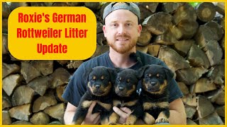 Roxies German Rottweiler Litter Update [upl. by Ecnerolf]