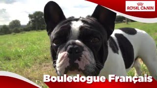 Bouledogue Français [upl. by Aicats]