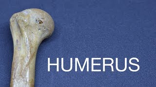 HUMERUS  GENERAL FEATURES amp ATTACHMENTS [upl. by Joline]