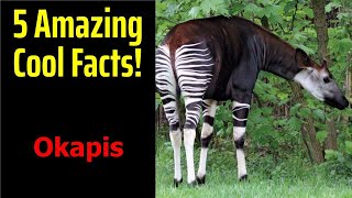 5 Fascinating Facts About Okapis [upl. by Airot]