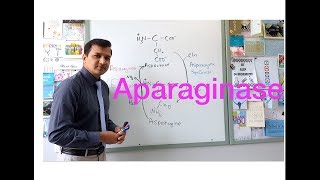 Asparaginase Elspar  Mechanism of Action [upl. by Werby]