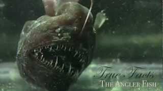 True Facts About The Angler Fish [upl. by Eeliak612]