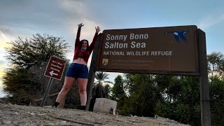 SONNY BONO NWR SALTON SEA crucial sanctuary [upl. by Constantin450]