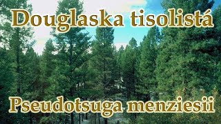 Douglaska tisolistá Pseudotsuga menziesii  o stromu léčivé účinky [upl. by Eelesor]