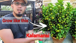 How to Grow Calamansi tree for Maximum Production  Paano magpadami ng Bunga ng kalamansi lemon [upl. by Desmund964]