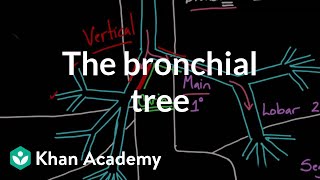 The bronchial tree  Advanced respiratory system physiology  Health amp Medicine  Khan Academy [upl. by Higley]