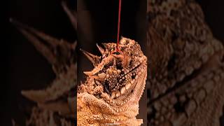 Horned Lizard Shoot Blood 🩸 Through its eyes 👀 animalfacts facts [upl. by Lorianne106]