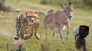 Top 10 Fastest Animals In The World [upl. by Clarette]