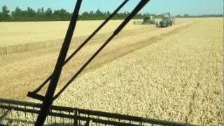 John Deere 9650 CTS  Unloading Wheat [upl. by Novello]