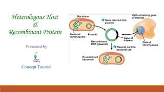 Recombinant Protein amp Heterologous Host  Biotechnology Principles and Processes Part 8  Class 12 [upl. by Ramel]