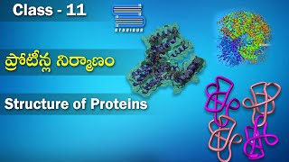 ప్రోటీన్ల నిర్మాణం  Structure of Proteins  Biomolecules  Class 11 Biology  Studious Telugu [upl. by Jody]