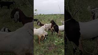 There is a group of 300 goats including two powerful goats in the forest to eat goat leaves [upl. by Trevah406]