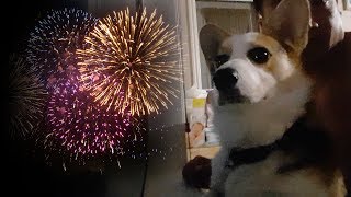 Corgi Confused by Fireworks [upl. by Geesey411]