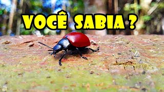 Você Sabia  Curiosidades Sobre o Besouro Vermelho  Coleópteros [upl. by Eelirol]