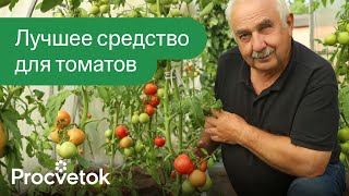 ПОСЛЕ ЭТОГО ТОМАТЫ НЕ ЗАБОЛЕЮТ Вот чем обработать томаты во второй половине лета [upl. by Zandra]