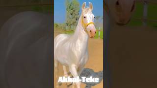 Most Beautiful Horse In The World  Akhal Take shorts [upl. by Sankaran790]