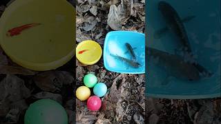 Finding ornamental fish colored eggs and colorful fish🎉🎉ornamentalfish fishing fish egg [upl. by Foote993]