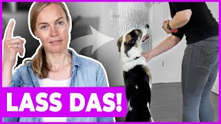 Hund korrigieren bei unerwünschtem Verhalten  VLOG [upl. by Estas]