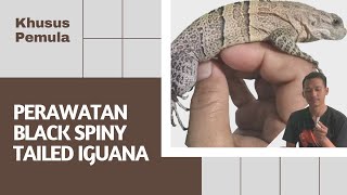 KADAL TERCEPAT DI DUNIA BLACK SPINY TAILED IGUANA  SIMILIS IGUANA  KERABAT REPTILE CH16 [upl. by Ardnasac]