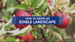 How to Grow an Edible Landscape [upl. by Girardi234]