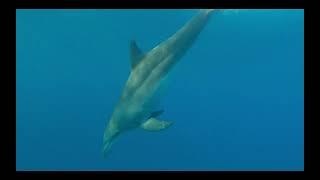 Sonido Delfin Chasquido  Dolphin Sound Snap [upl. by Gaither]