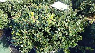 Ilex crenata Bennetts Compact Japanese Holly  GLOSSY Evergreen Foliage LOW Maintenance [upl. by Euqinor]