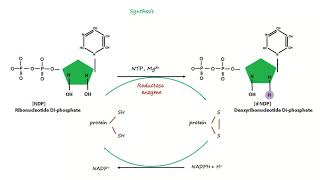 Deoxyribonucleotide Synthesis [upl. by Nylaroc403]