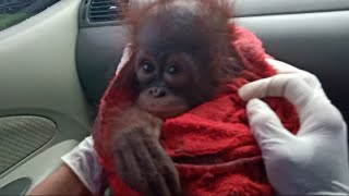 Baby Orangutan Panenga arrived at BOSF Nyaru Menteng [upl. by Suoivatco145]