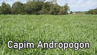 Como plantar o capim Andropogon  como obter semente para plantar o capim andropogon [upl. by Dido]