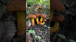 Very Fresh Fungi Picking viral farming mushroom naturalife survivallife wildlife farmlife [upl. by Secunda]