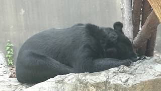 ニホンツキノワグマ 上野動物園 2018年8月23日 [upl. by Johny]