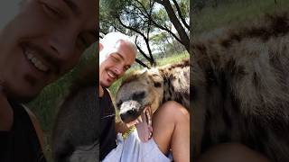 Hyena Welcome🥰 deanschneider wildlife animals [upl. by Lawford86]